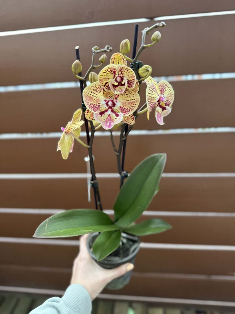 Phalaenopsis Peach big lip | Storczyk