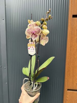 Phalaenopsis Limited 16 big lip | Storczyk