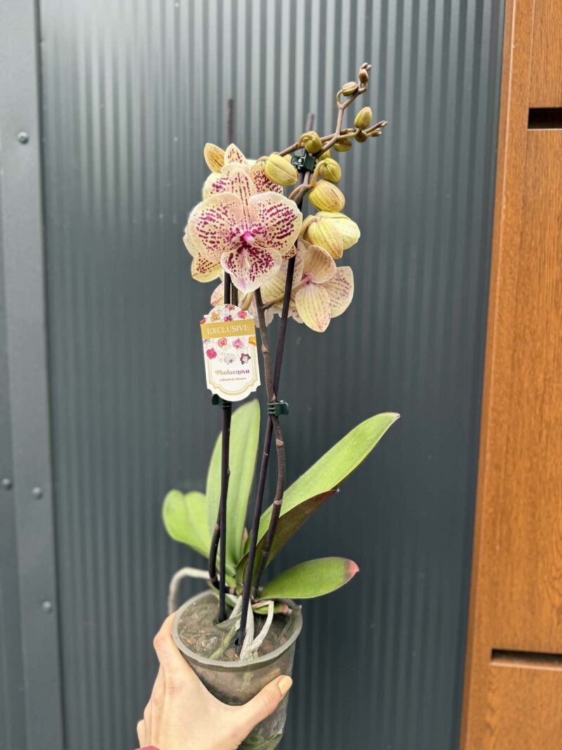 Phalaenopsis Limited 16 big lip | Storczyk