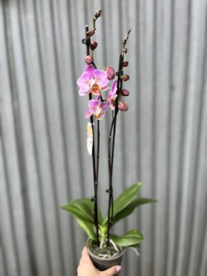 Phalaenopsis Cadillac Peloric | Storczyk