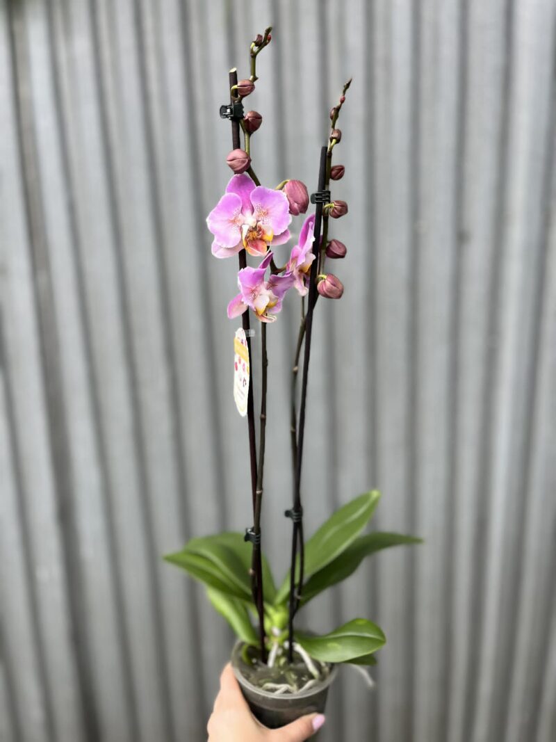 Phalaenopsis Cadillac Peloric | Storczyk