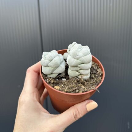 Crassula Deceptor