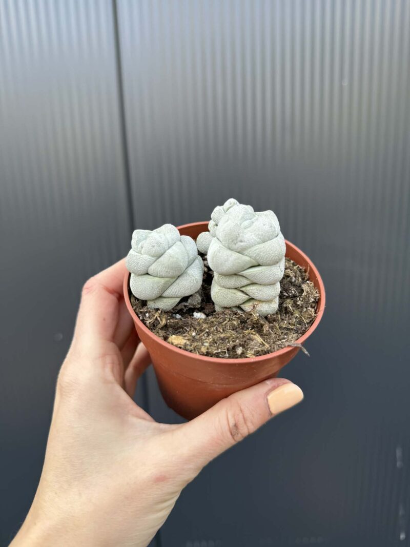 Crassula Deceptor