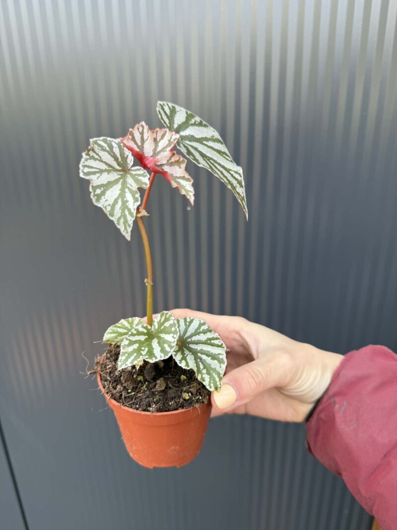 Begonia ‘Looking Glass’