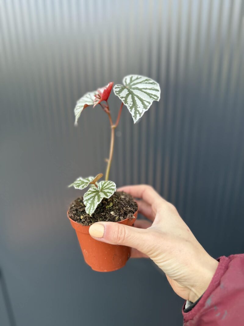 Begonia ‘Looking Glass’