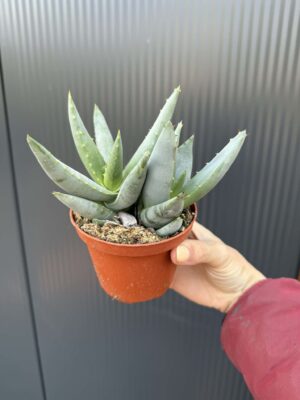 Aloe peglerae