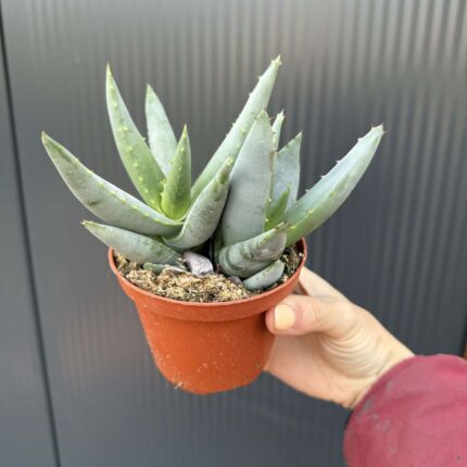 Aloe peglerae
