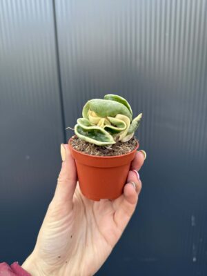 Hoya carnosa compacta ‘Variegata’