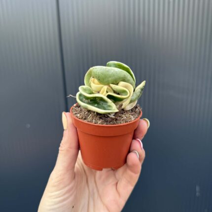 Hoya carnosa compacta ‘Variegata’