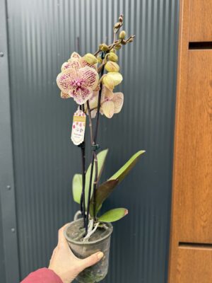 Phalaenopsis Limited 16 big lip | Storczyk
