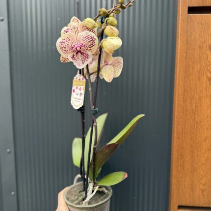 Phalaenopsis Limited 16 big lip | Storczyk