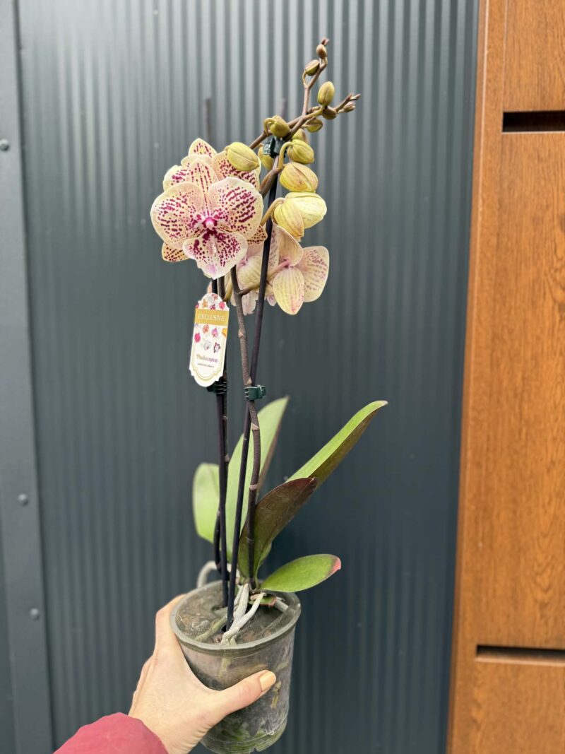 Phalaenopsis Limited 16 big lip | Storczyk