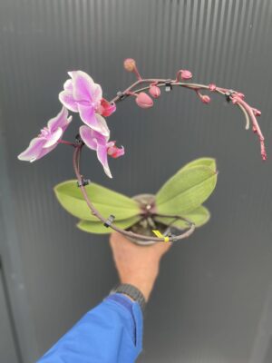 Phalaenopsis balletto Spinturn | Storczyk