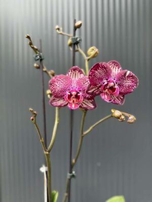 Phalaenopsis PH 404 | Storczyk