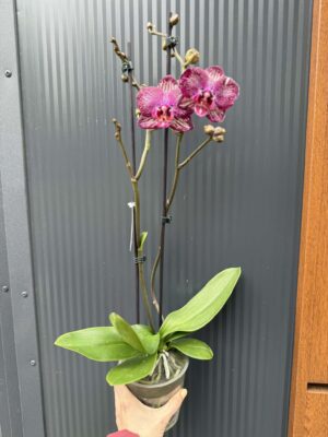 Phalaenopsis PH 404 | Storczyk