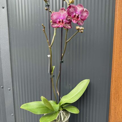 Phalaenopsis PH 404 | Storczyk