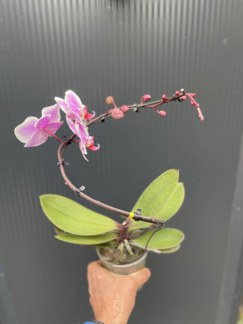 Phalaenopsis balletto Spinturn | Storczyk