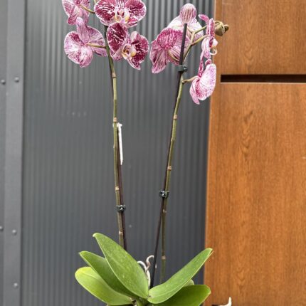 phalaenopsis chocolate | Storczyk