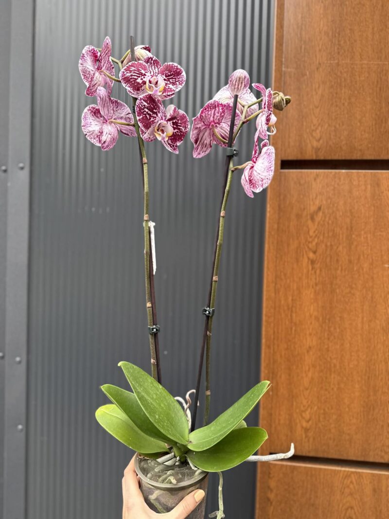 phalaenopsis chocolate | Storczyk