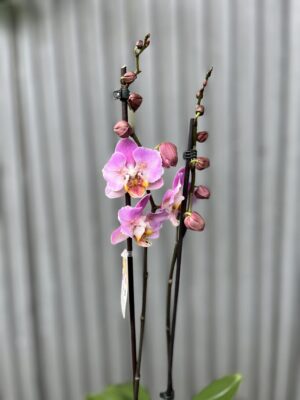 Phalaenopsis Cadillac Peloric | Storczyk