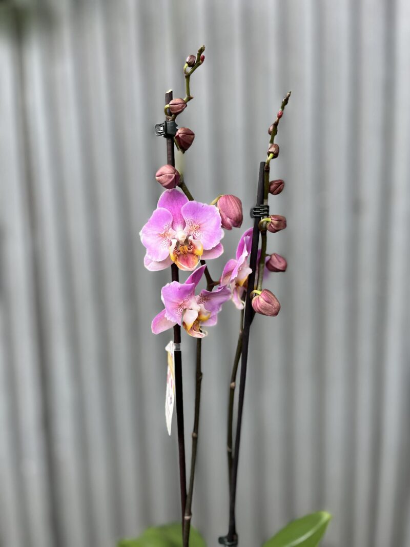 Phalaenopsis Cadillac Peloric | Storczyk
