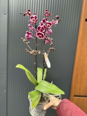 phalaenopsis miki little fox | Storczyk