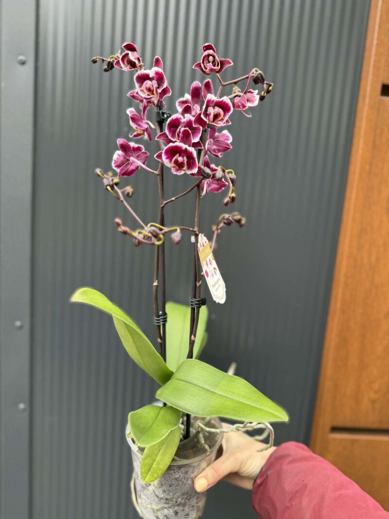 phalaenopsis miki little fox | Storczyk