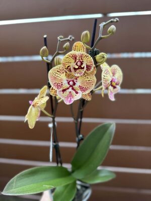 Phalaenopsis Peach big lip | Storczyk