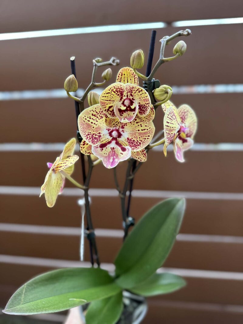 Phalaenopsis Peach big lip | Storczyk