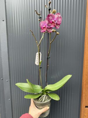 Phalaenopsis PH 404 | Storczyk