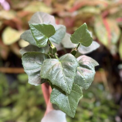 Cissus quadrangularis