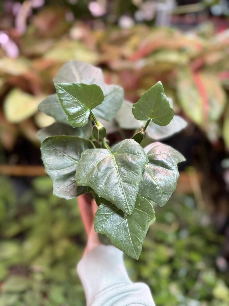 Cissus quadrangularis