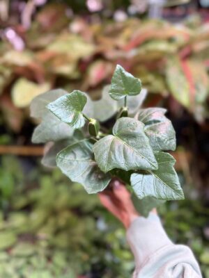 Cissus quadrangularis