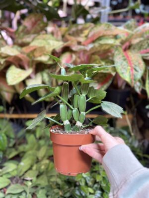 Cissus quadrangularis