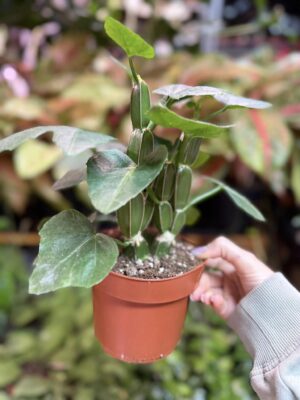 Cissus quadrangularis