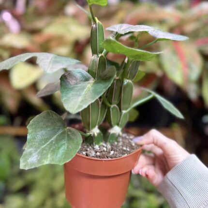 Cissus quadrangularis