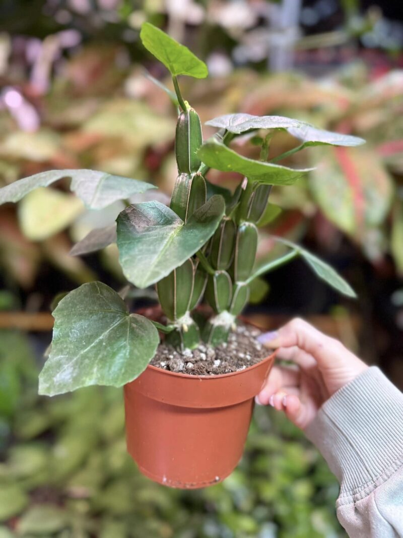 Cissus quadrangularis