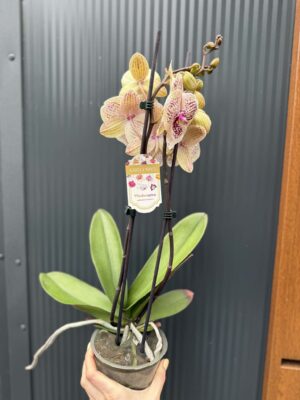 Phalaenopsis Limited 16 big lip | Storczyk