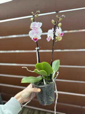 Phalaenopsis Limited 20 | Storczyk