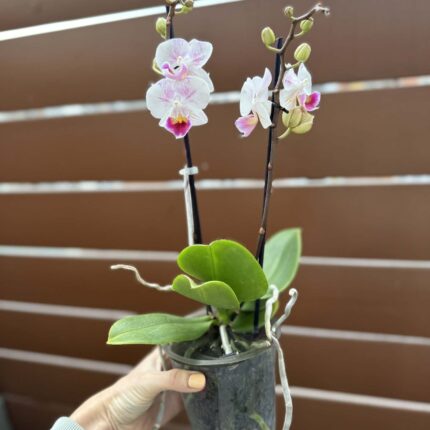 Phalaenopsis Limited 20 | Storczyk