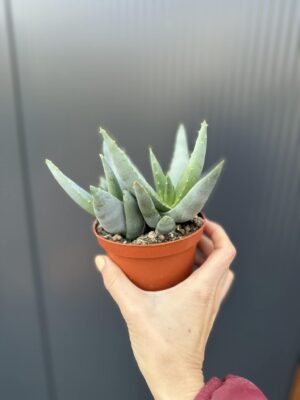 Aloe peglerae