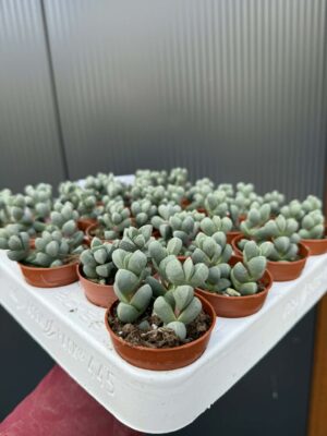 Delosperma lehmannii