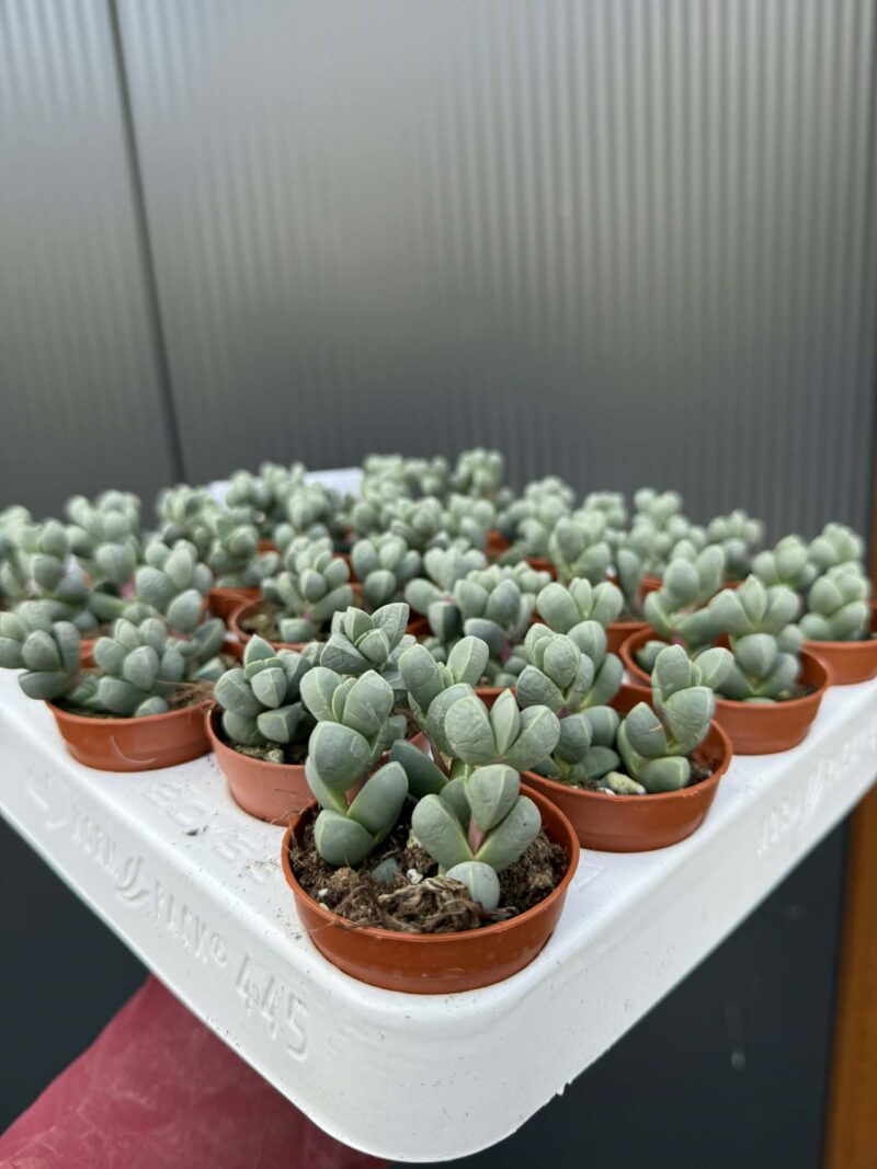 Delosperma lehmannii