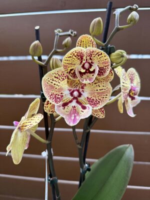 Phalaenopsis Peach big lip | Storczyk