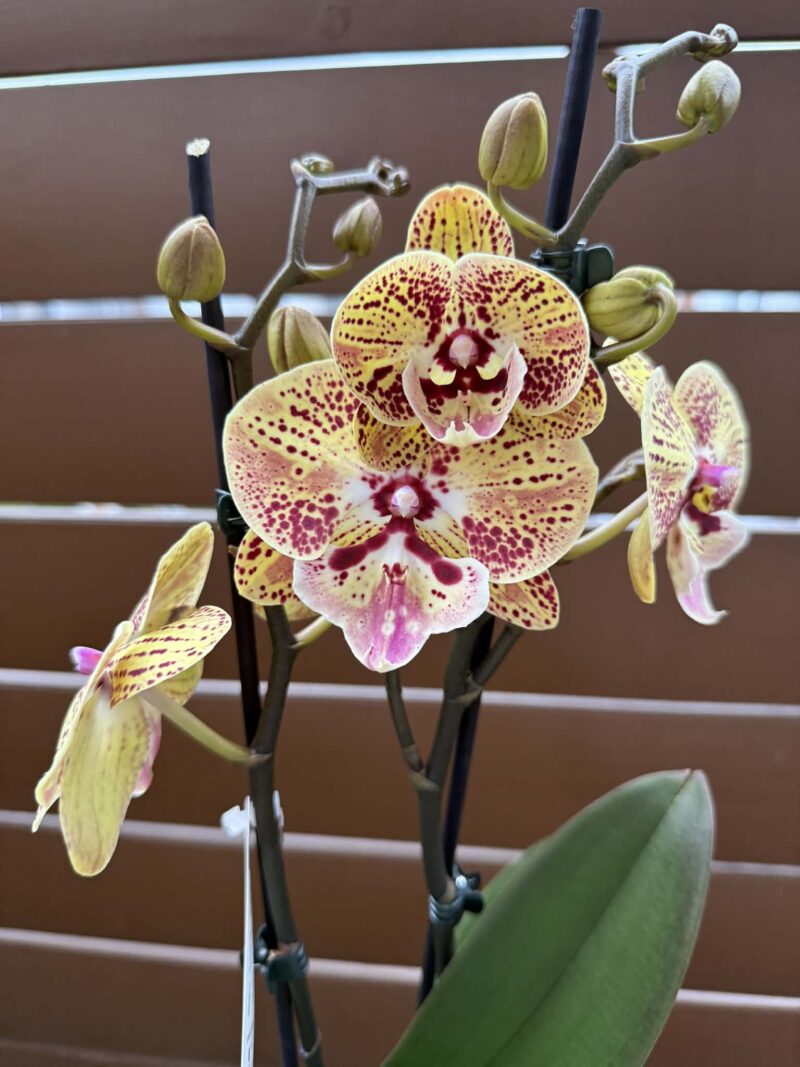Phalaenopsis Peach big lip | Storczyk