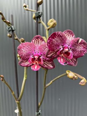 Phalaenopsis PH 404 | Storczyk