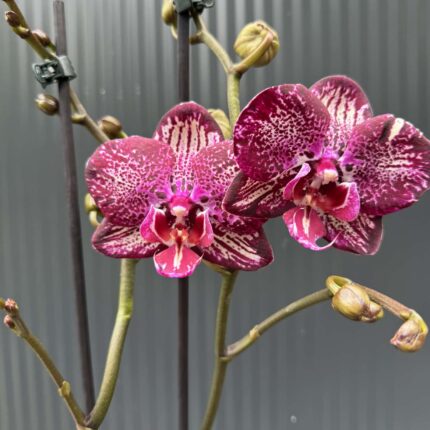 Phalaenopsis PH 404 | Storczyk