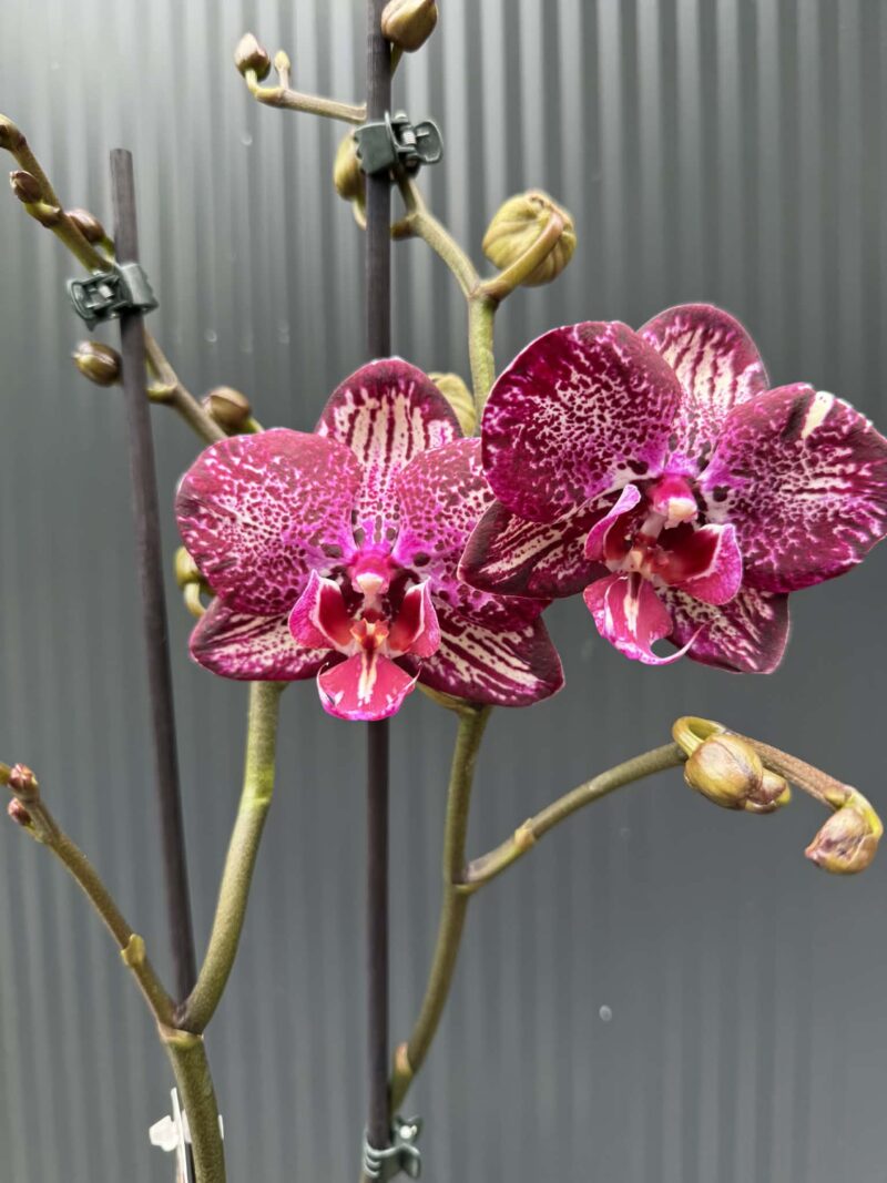 Phalaenopsis PH 404 | Storczyk