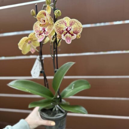 Phalaenopsis Peach big lip | Storczyk