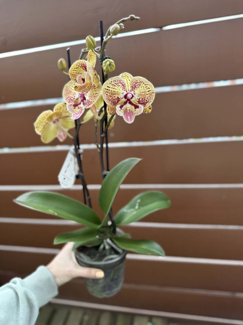 Phalaenopsis Peach big lip | Storczyk